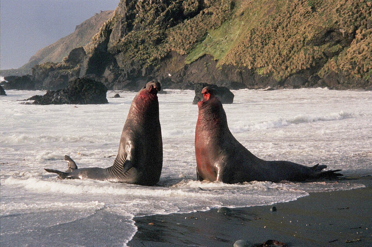 Two bull elephant seals face one another on a Macquarie Island beach