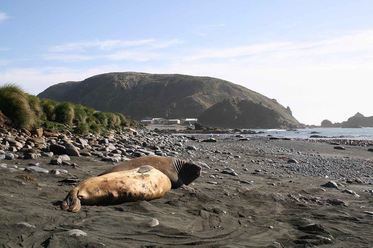 Young elephant seals on a Macquarie Island beach with hills and the research station behind them